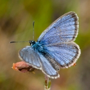 Gentiaanblauwtje (male) 15.08. - 05
